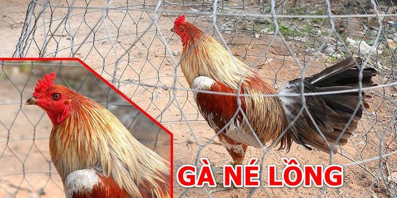 Gà né lồng là gì?